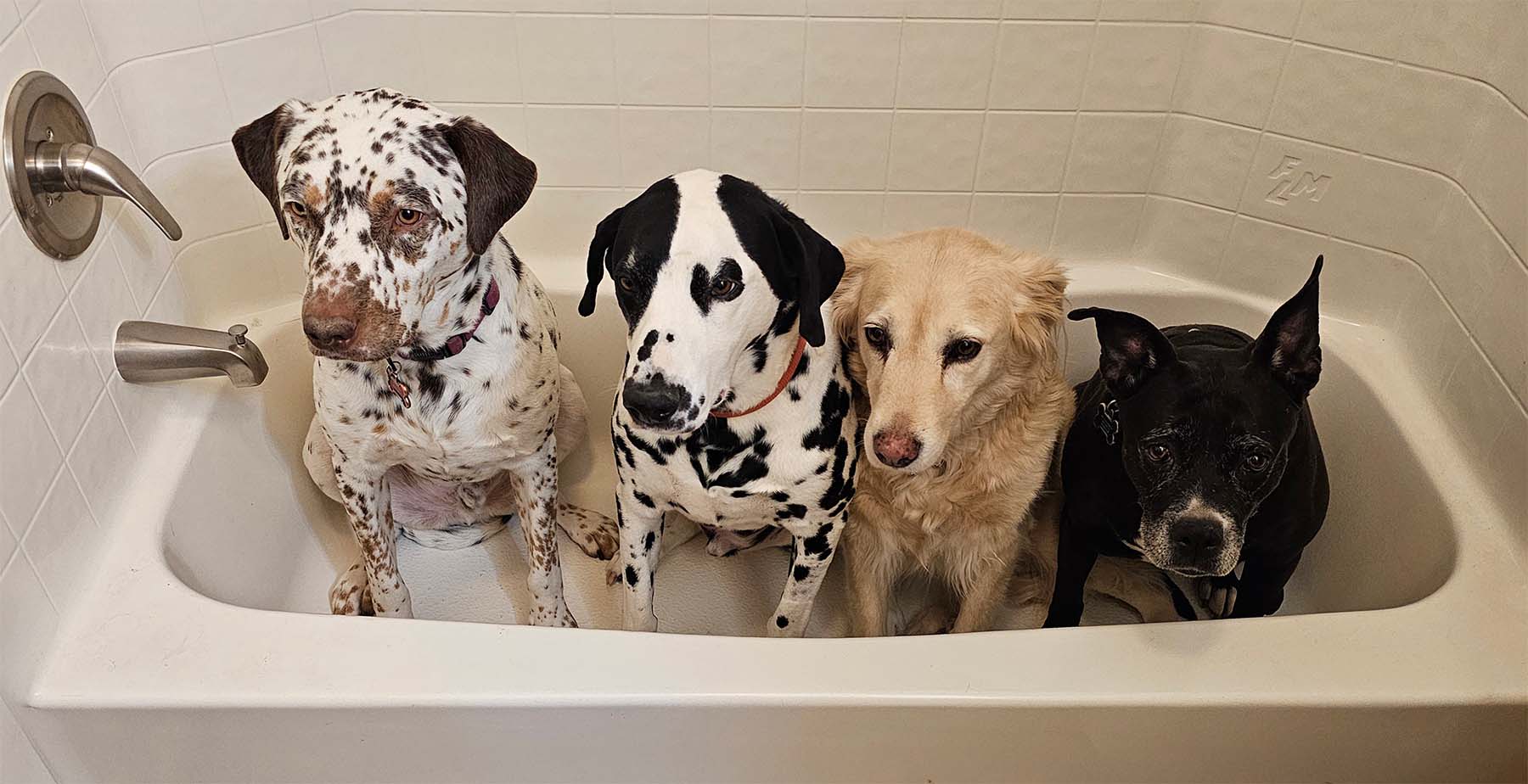 Four dogs sitting in a bathtub.